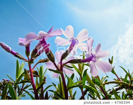 Shiba and sky Shiba and sky 4798394