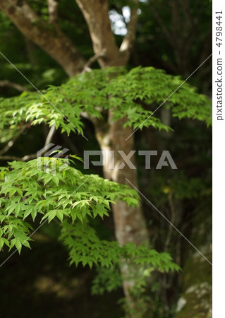 Fresh green 4798441
