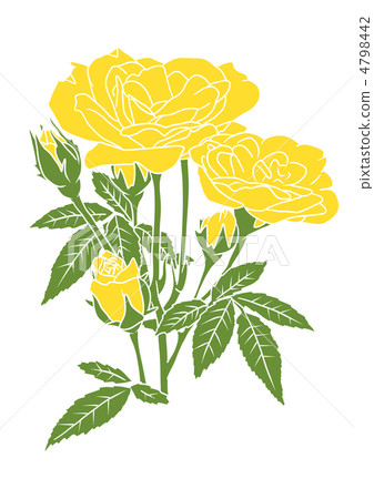 Yellow rose Yellow rose 4798442