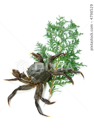手套蟹，Mokugu蟹 4798529