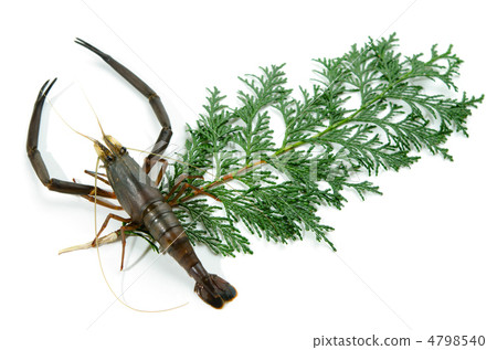 freshwater prawn, greenfish 4798540