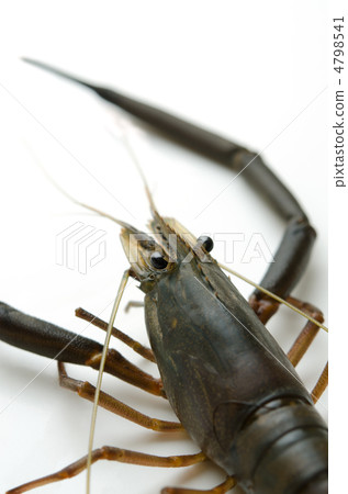 淡水蝦,綠魚 淡水蝦,綠魚 4798541