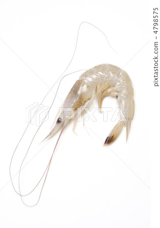 shiba shrimp, shaved shrimp 4798575