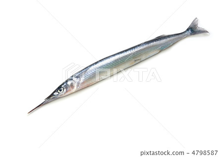 halfbeak, Sayori halfbeak, Sayori 4798587