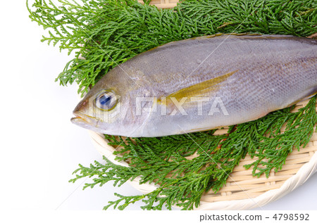 Chicken grunt, Isaki 4798592