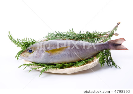 Chicken grunt, Isaki Chicken grunt, Isaki 4798593