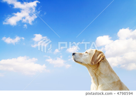 Blue sky and retriever Blue sky and retriever 4798594