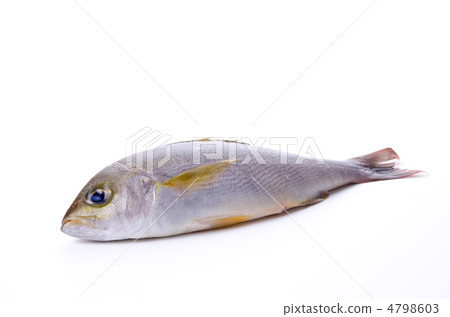 Chicken grunt, Isaki 4798603