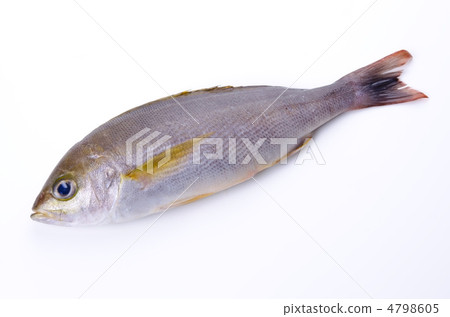 Chicken grunt, Isaki 4798605