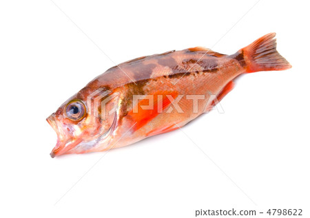 goldeye rockfish,Usmani goldeye rockfish,Usmani 4798622