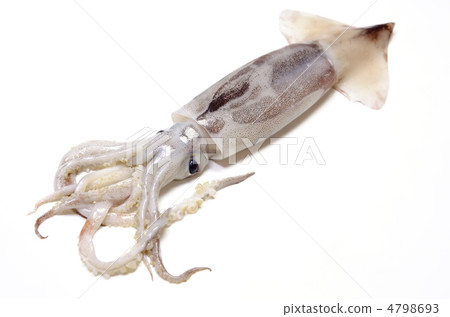 japanese common squid, squid 4798693