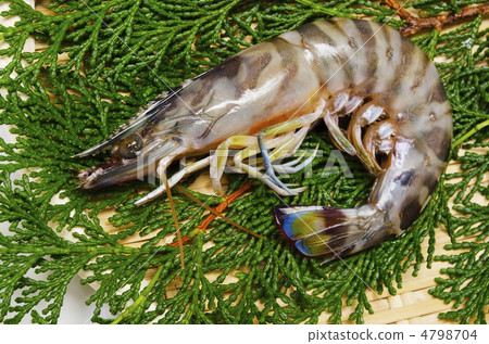 kuruma prawn, car shrimp 4798704