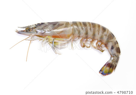 kuruma prawn, car shrimp 4798710