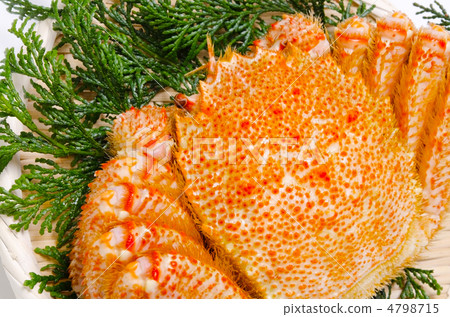 馬毛蟹，沙啞 4798715