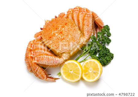 horsehair crab, scratchy horsehair crab, scratchy 4798722