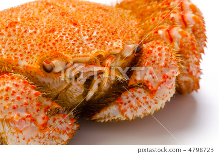 horsehair crab, scratchy horsehair crab, scratchy 4798723