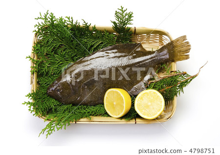 olive flounder, flounder 4798751