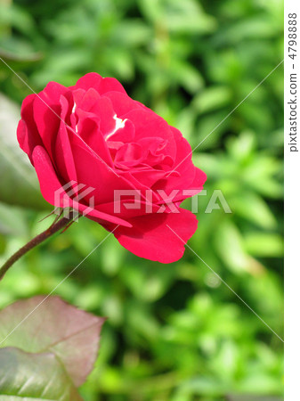 Rose (Mariandale) 4798888