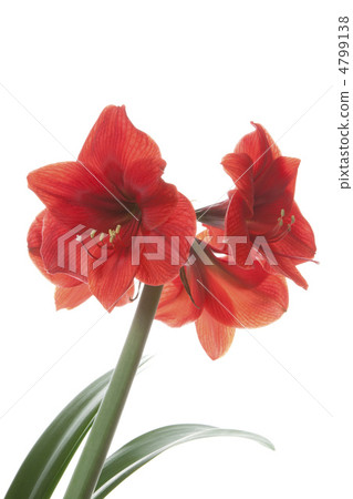 Amaryllis Amaryllis 4799138