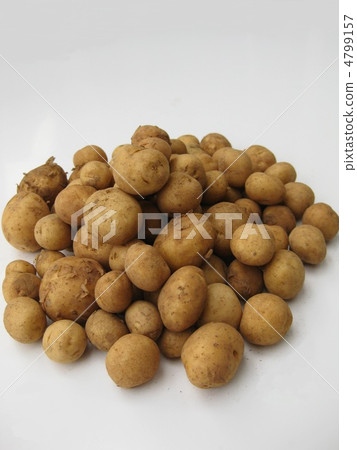 小粒新土豆 4799157