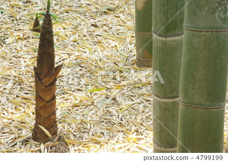 竹筍 竹筍 4799199