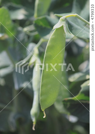 綠色種植園結果實季節 4799310