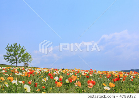 罌粟田 4799352