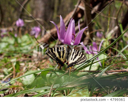 Katakuri和Gifuku 1 Katakuri和Gifuku 1 4799361