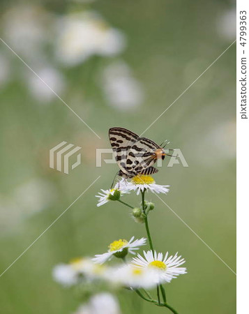 Madara ruri swallow 4799363