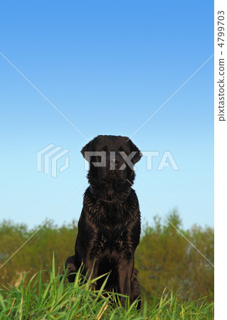 black Labrador Retriever Dog with dark short hair sits on a mead black Labrador Retriever Dog with dark short hair sits on a mead 4799703