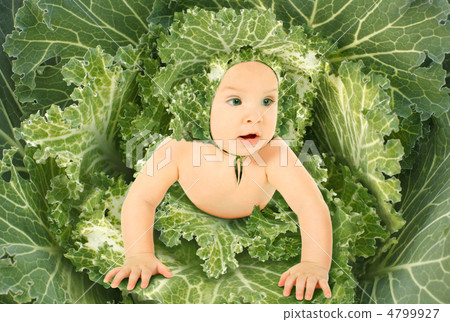 baby in blown green leaves streaked with white ornamental cabbag baby in blown green leaves streaked with white ornamental cabbag 4799927