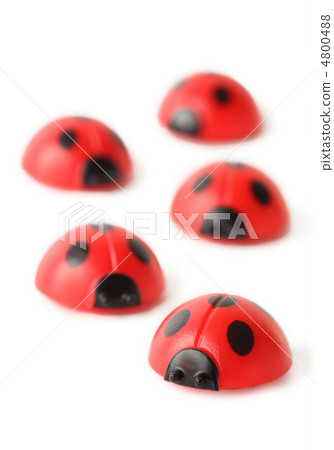 five red small ladybugs are crawling isolated on white; perspect five red small ladybugs are crawling isolated on white; perspect 4800488