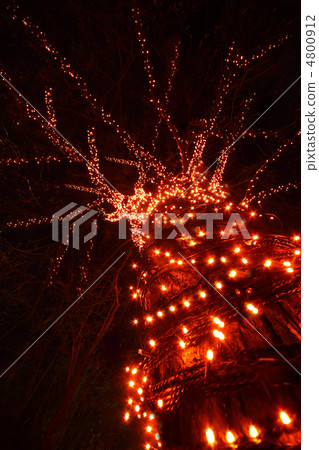 trunk and sloppy branches of tree with many decorative red light 4800912
