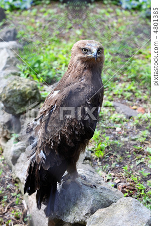 Predatory bird hawk sits on stone in zoological garden, view th Predatory bird hawk sits on stone in zoological garden, view th 4801385