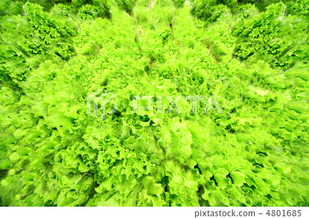 Fresh lettuce in supermarket; lettuce perfect for healthy food 4801685