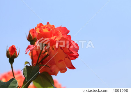 Rose and blue sky Rose and blue sky 4801998