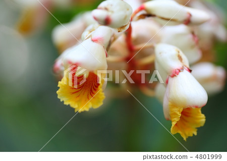 Ghetto flowers 4801999