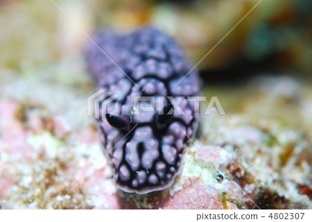 Nuushi Nuushi 4802307