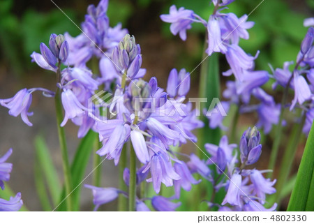 Tsurigane Swiss 4802330