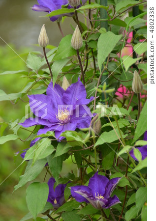 鐵線蓮屬水果Mikiko 4802338