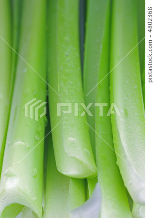 Giboshi's stem 4802368