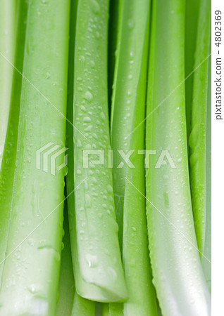 Giboshi的干 Giboshi的干 4802369