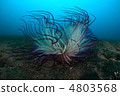 Murasaki sea anemone 4803568