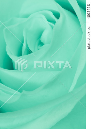 green rose close up green rose close up 4803618