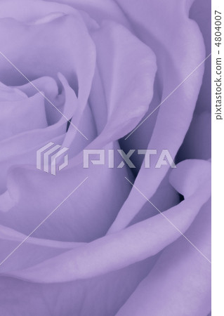 violet rose close up violet rose close up 4804007
