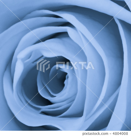 blue rose close up blue rose close up 4804008