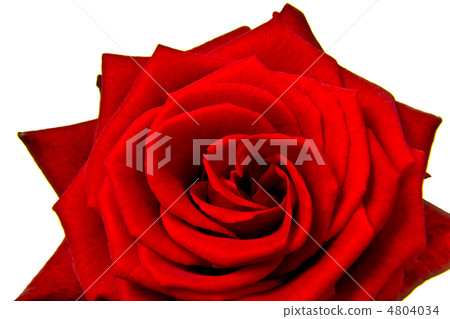 red rose 4804034
