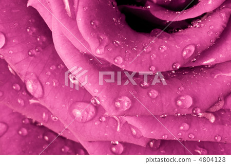 pink rose 4804128