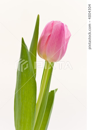 pink tulips pink tulips 4804304