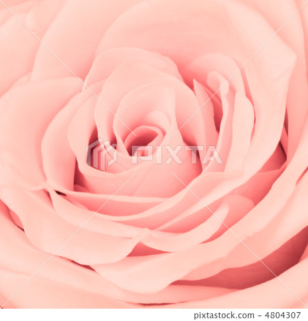 pink rose close up pink rose close up 4804307